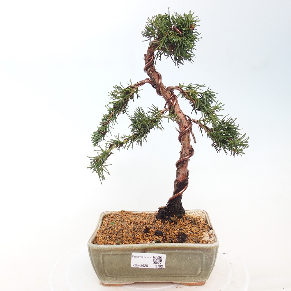 Vonkajší bonsaj - Juniperus chinensis Kishu