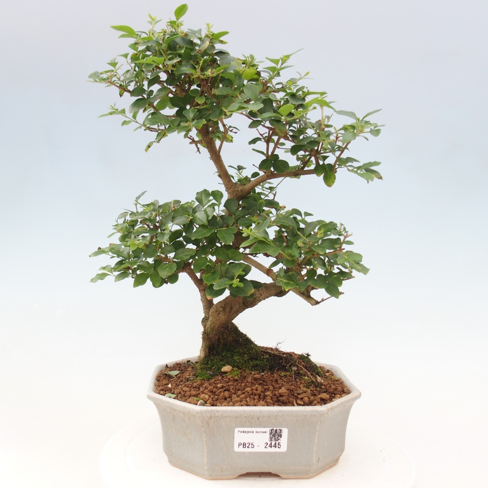 Izbová bonsai -Ligustrum chinensis - Vtáčí zob