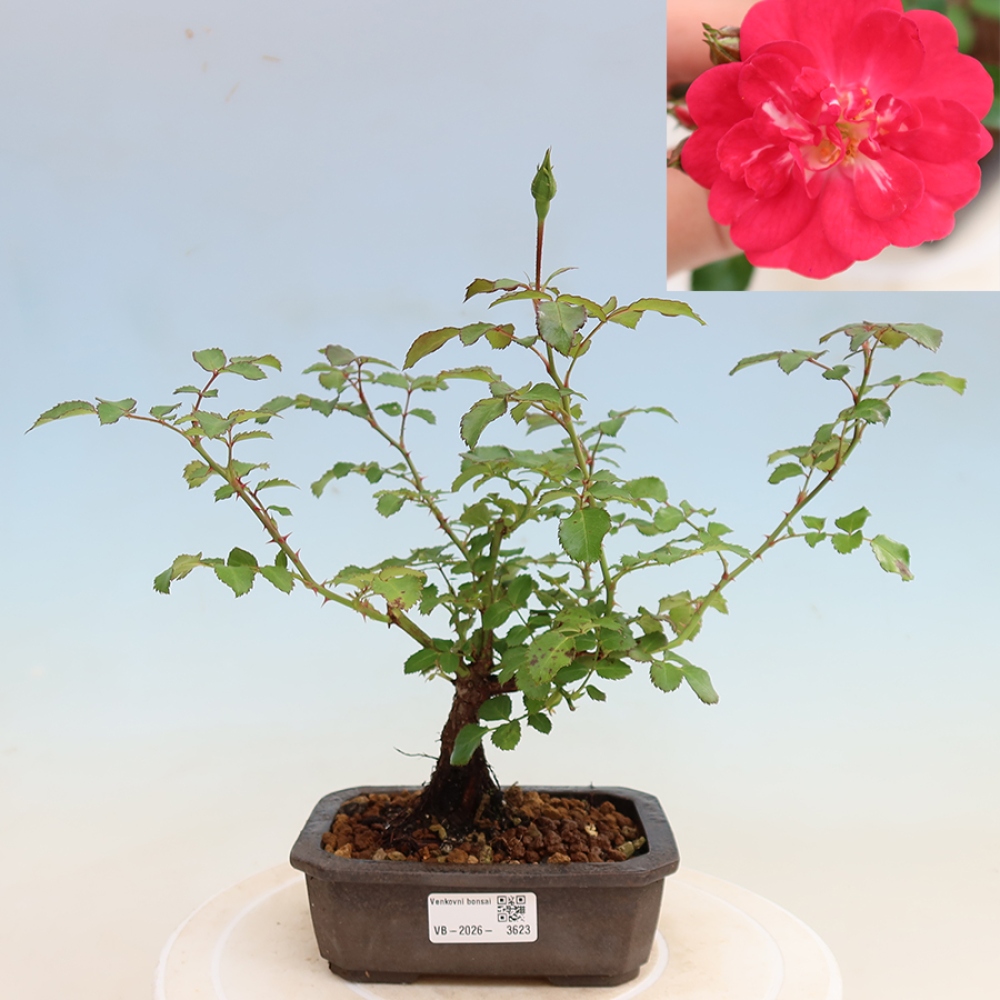 Vonkajšie bonsaje – Rosa Kordes – ruže