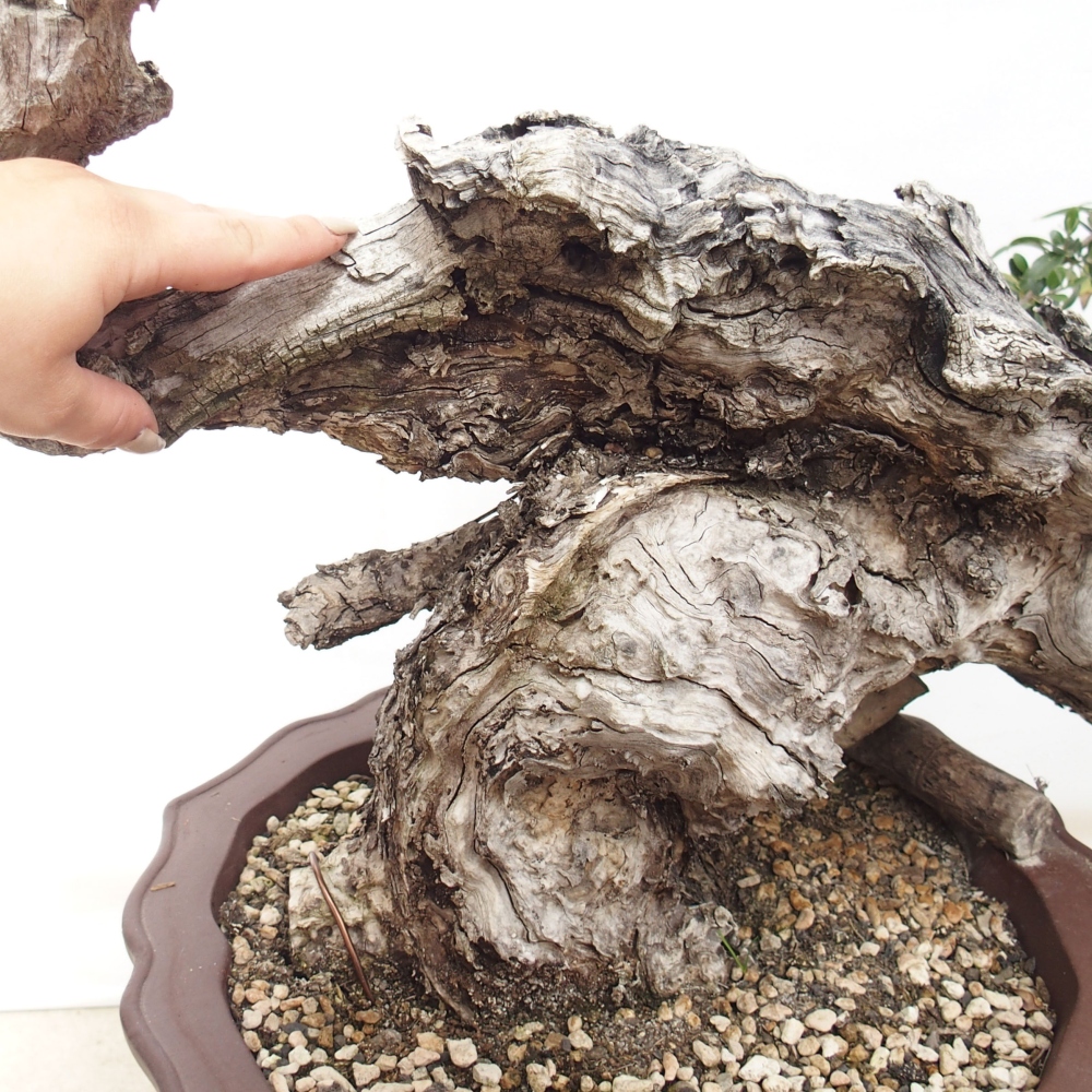 Izbová bonsai - Olea europaea sylvestris -Oliva evropská drobnolistá
