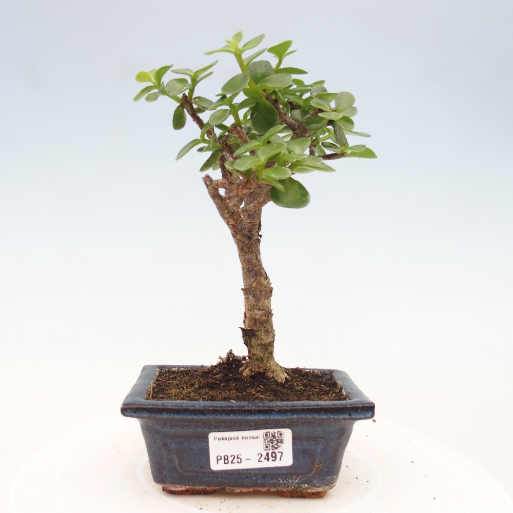Izbová bonsai - Portulakaria Afra - Tlustice
