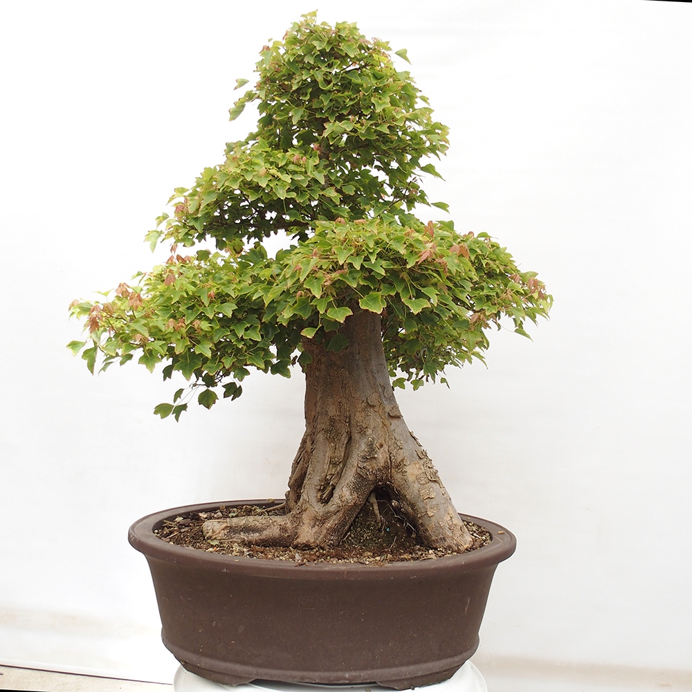 Vonkajšie bonsai - Javor Buergerianum - Javor Burgerův