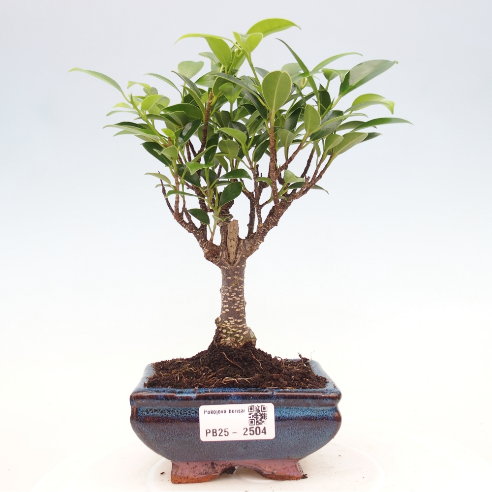 Izbová bonsai - Malolistý fikus - Ficus kimmen