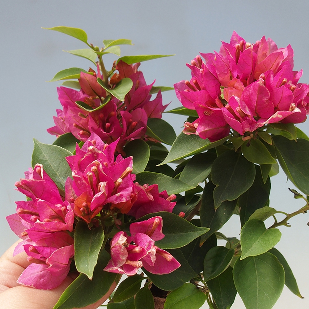 Izbová bonsai - Bouganwilea