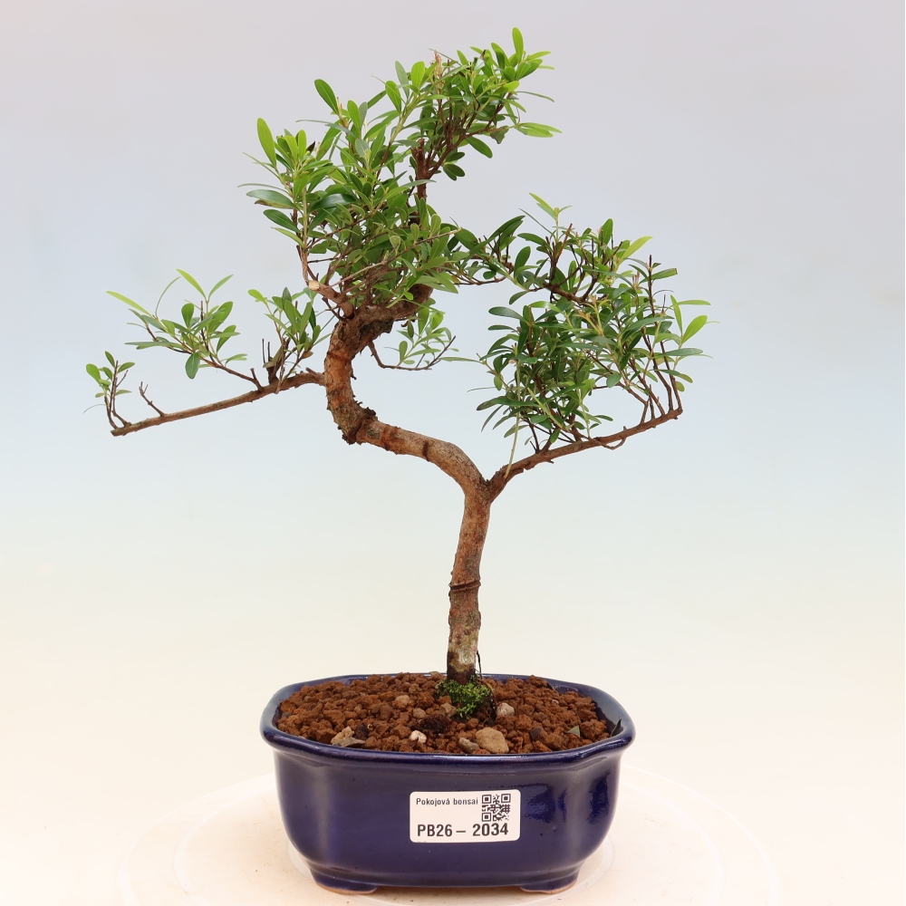 Izbové bonsaje - Syzygium - Pimento