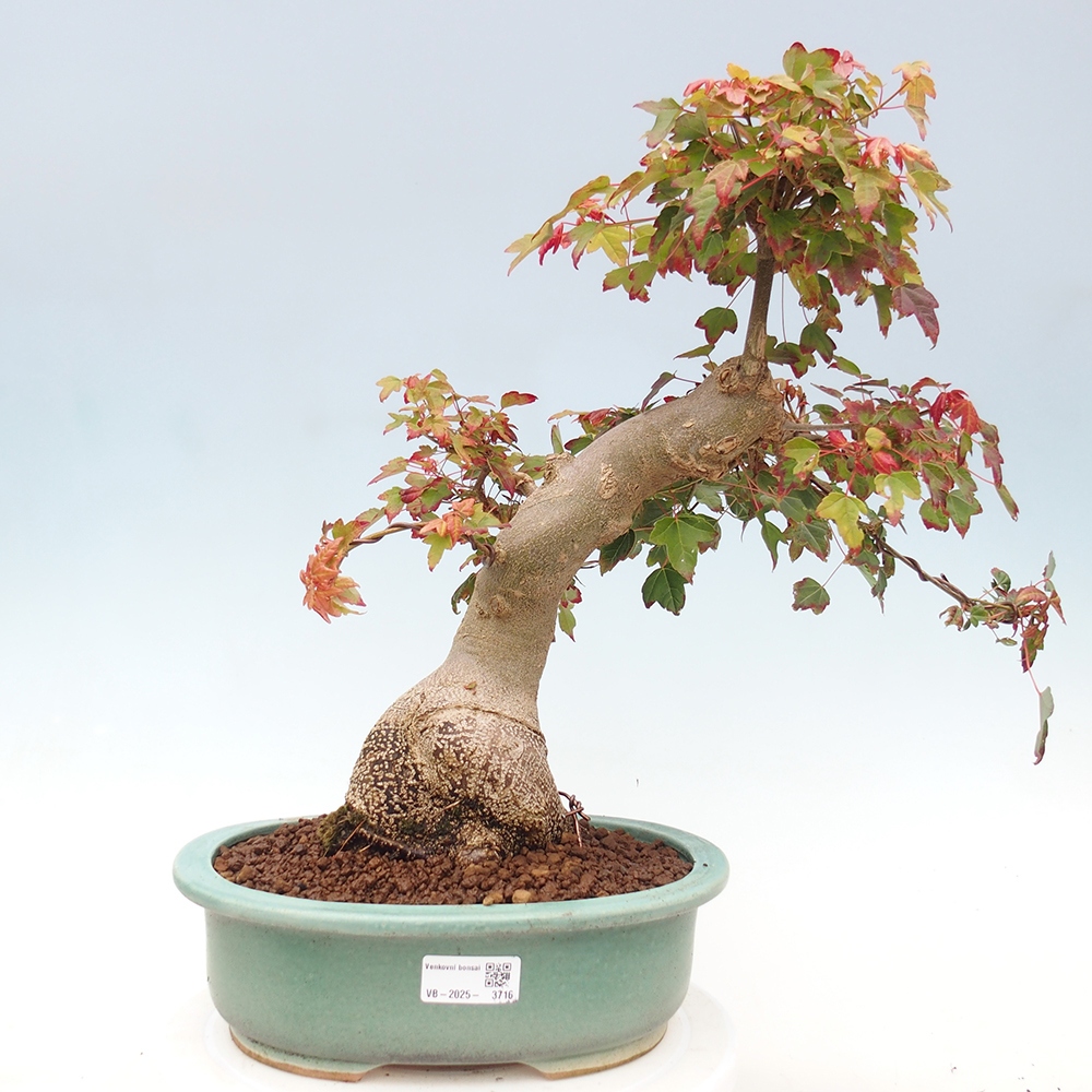 Vonkajšie bonsai - Javor Buergerianum - Javor Burgerův