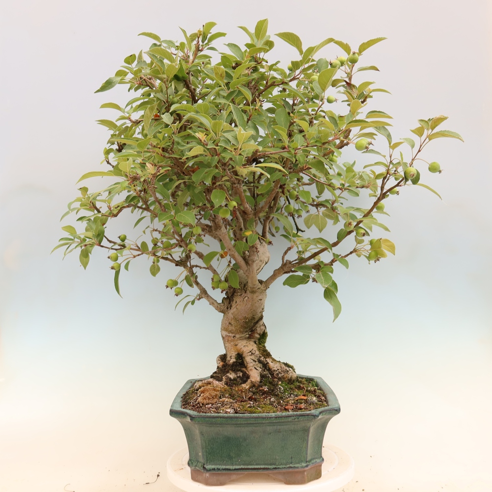 Vonkajšia bonsaj -Malus halliana - Malokvetá jabloň