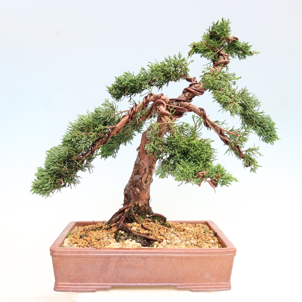 Vonkajší bonsaj - Juniperus chinensis Kishu