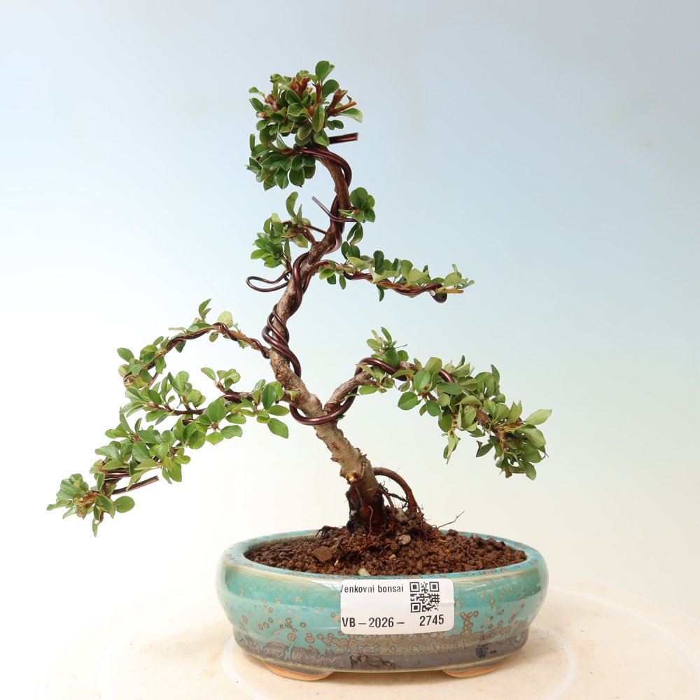 Vonkajšie bonsaje - Cotoneaster horizontalis - Skalnaté hory