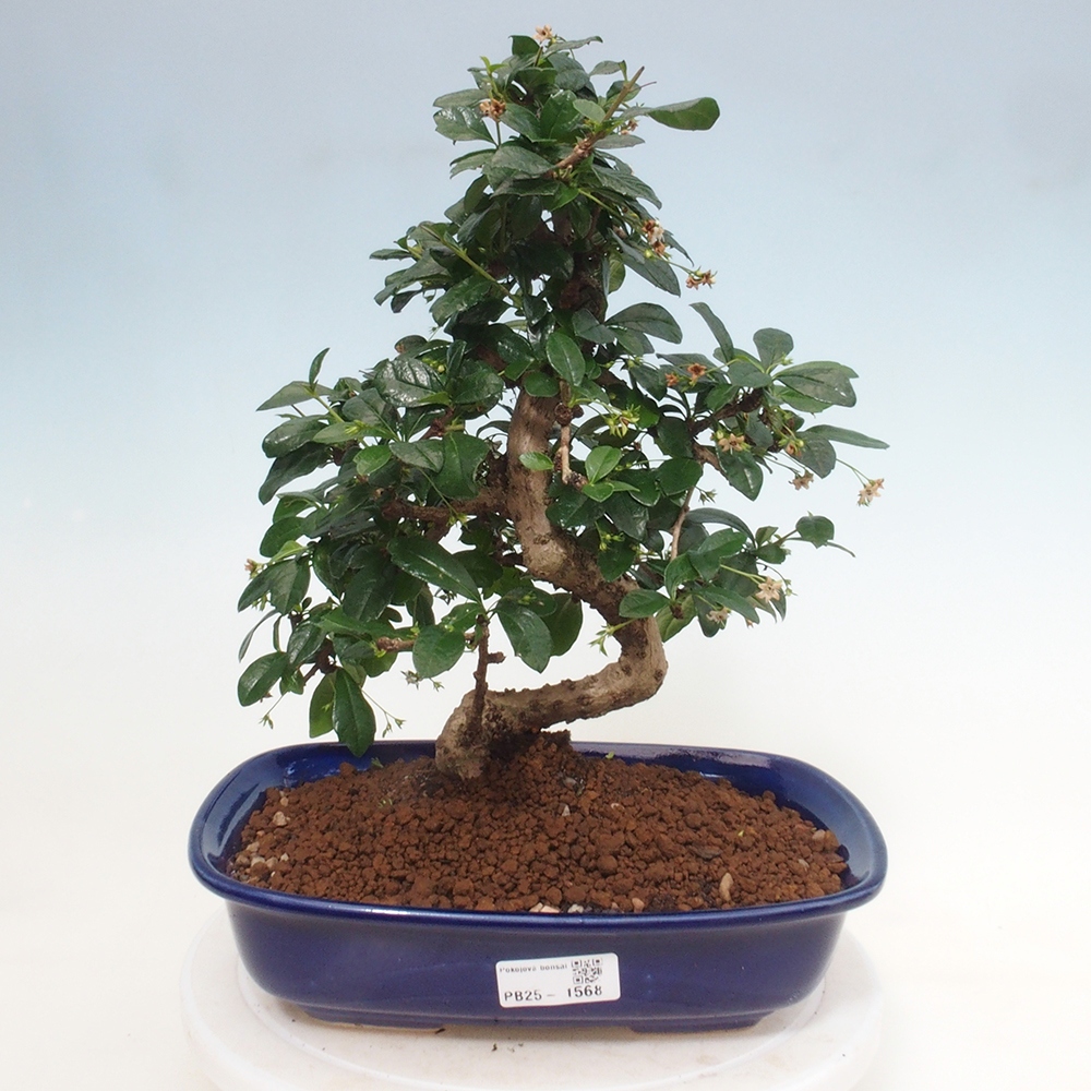 Izbová bonsai - Carmona macrophylla - Čaj fuki