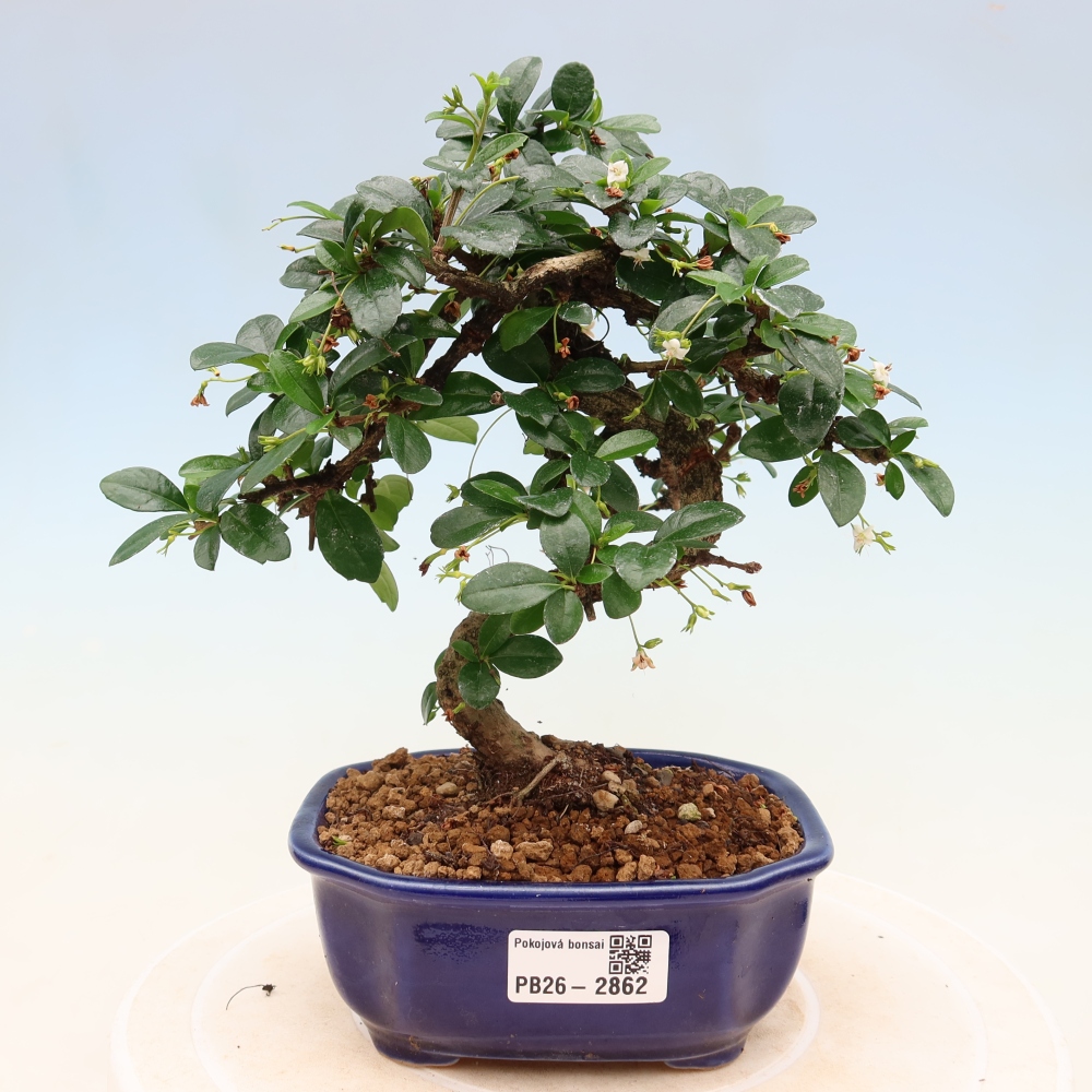 Izbové bonsaje - Carmona macrophylla - Tea fuki
