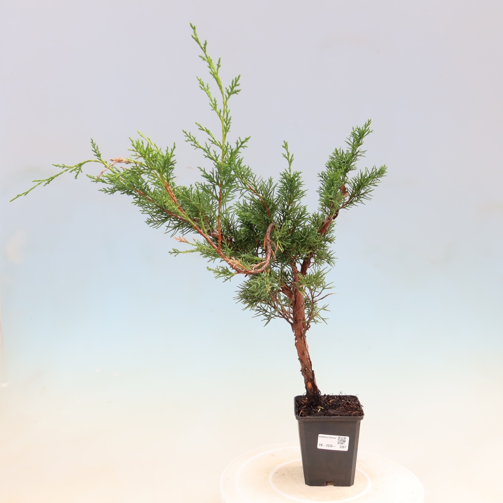 Vonkajší bonsaj - Juniperus chinensis Kishu