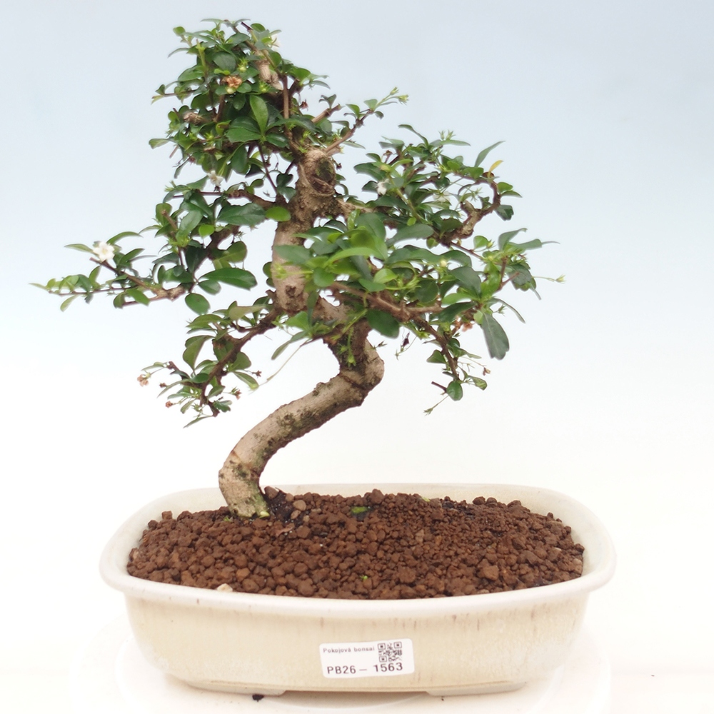 Izbové bonsaje - Carmona macrophylla - Tea fuki