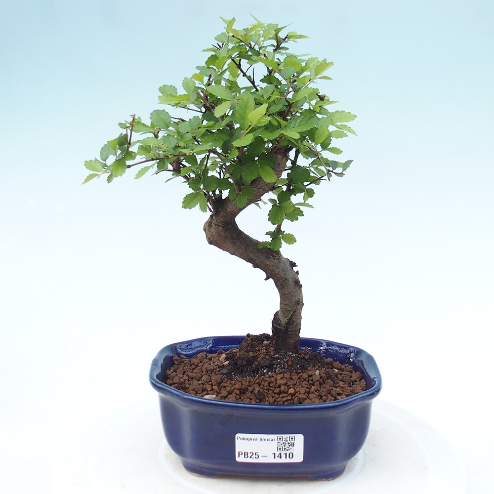 Izbová bonsai-malolistá brest 