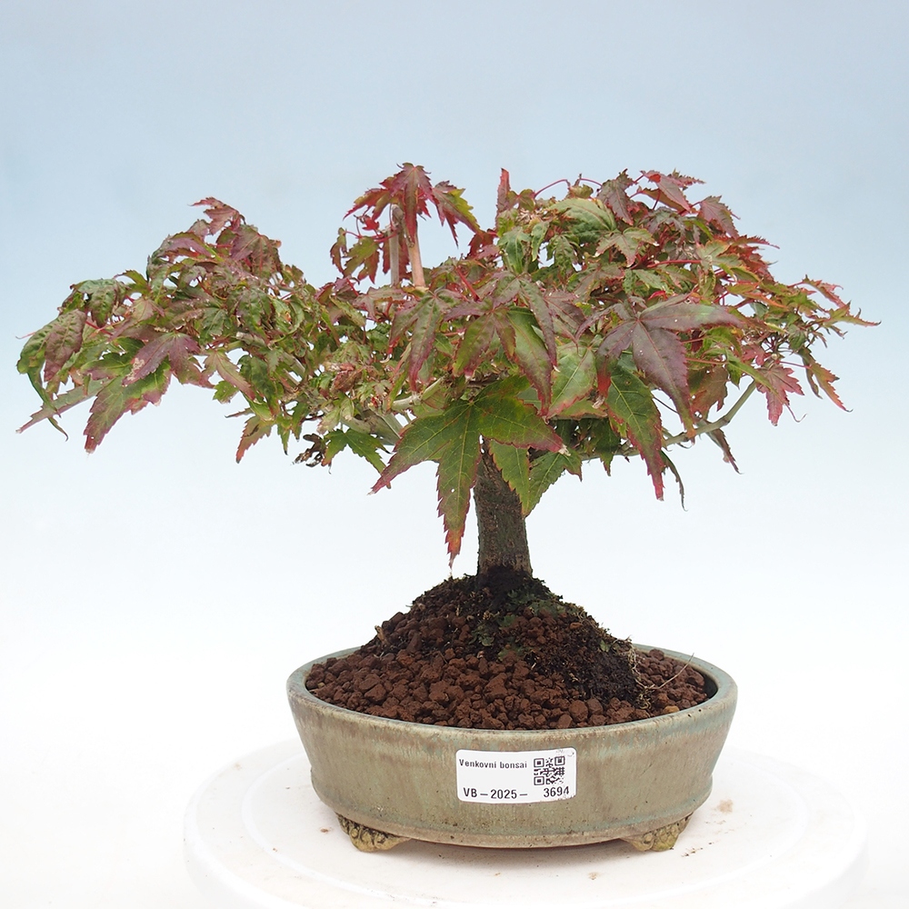 Acer palmatum KIOHIME - Javor palmetový
