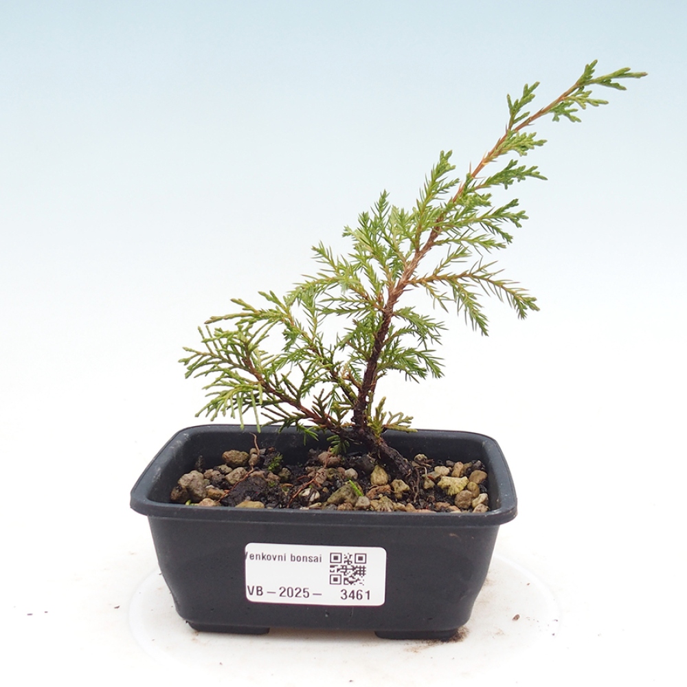 Vonkajší bonsaj - Juniperus chinensis Itoigawa