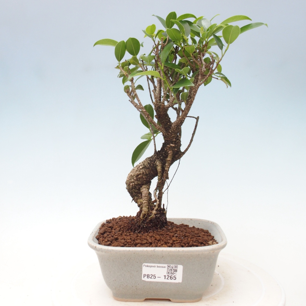 Izbová bonsai - Ficus retusa - malolistá fikus