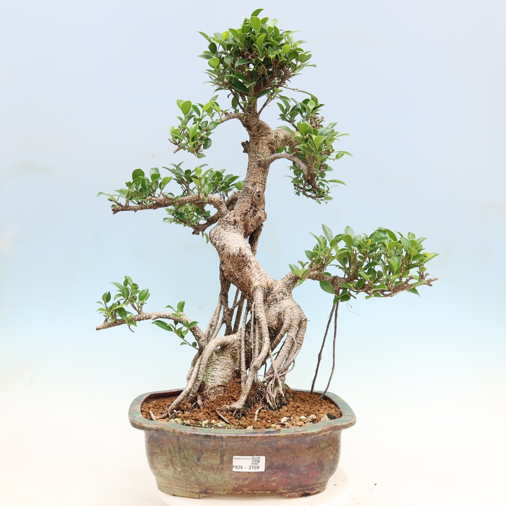 Izbové bonsaje - Ficus kimmen - drobnolistý fikus
