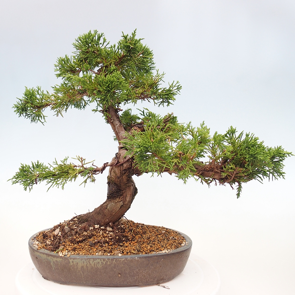 Vonkajší bonsai - Juniperus chinensis Itoigawa -Jalovec čínsky