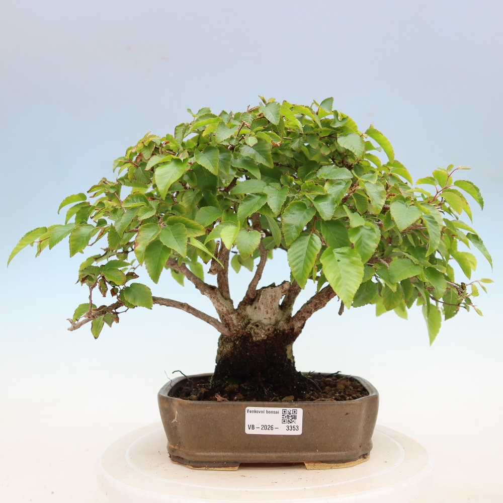 Vonkajší bonsaj -Carpinus coreana - Hrab kórejský