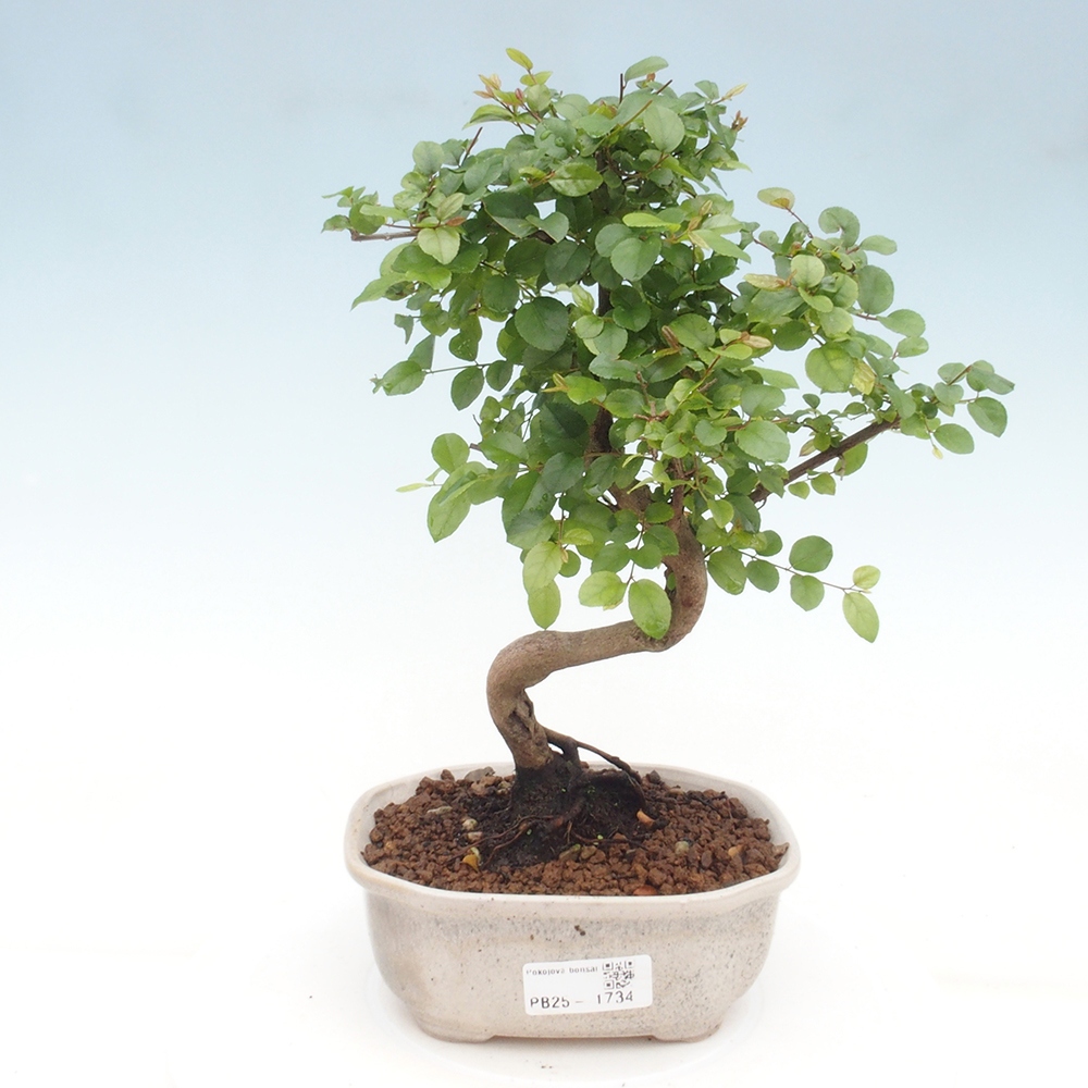 Izbová bonsai - Sagerécie thea - Sagerécie thea