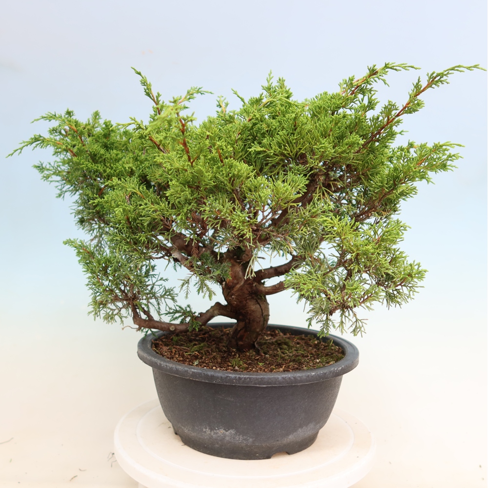 Vonkajší bonsai – Juniperus chinensis Itoigawa – čínsky jalovec