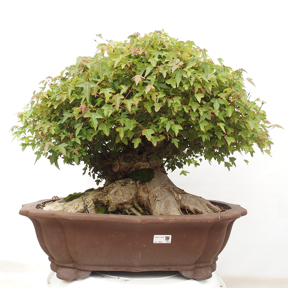 Vonkajšie bonsai - Javor Buergerianum - Javor Burgerův