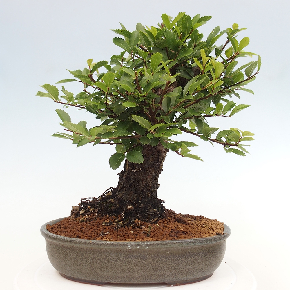Vonkajšie bonsai - Zelkova - Zelkova Nirom