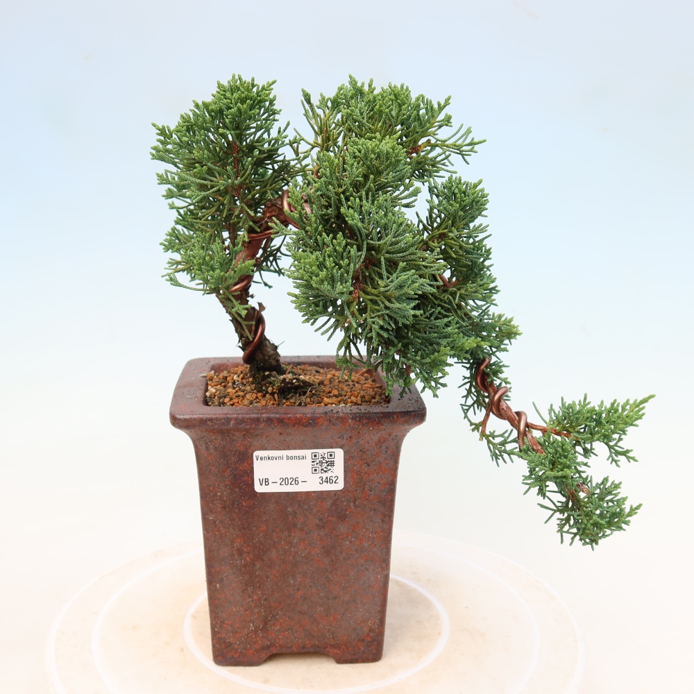 Vonkajší bonsaj - Juniperus chinensis Kishu