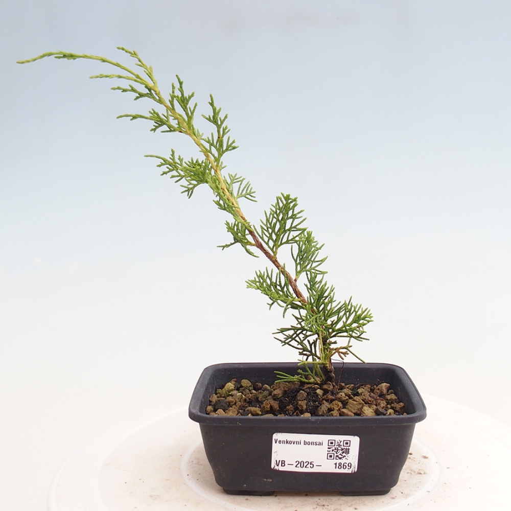 Vonkajší bonsai - Juniperus chinensis Itoigawa -Jalovec čínsky