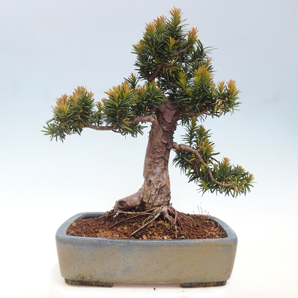 Vonkajší bonsai - Taxus cuspidata - Tis japonský
