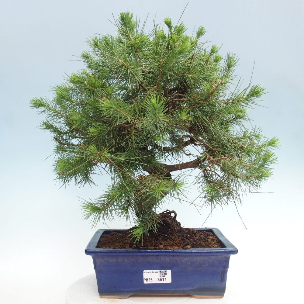 Izbový bonsaj - Pinus halepensis - Borovica aleppská