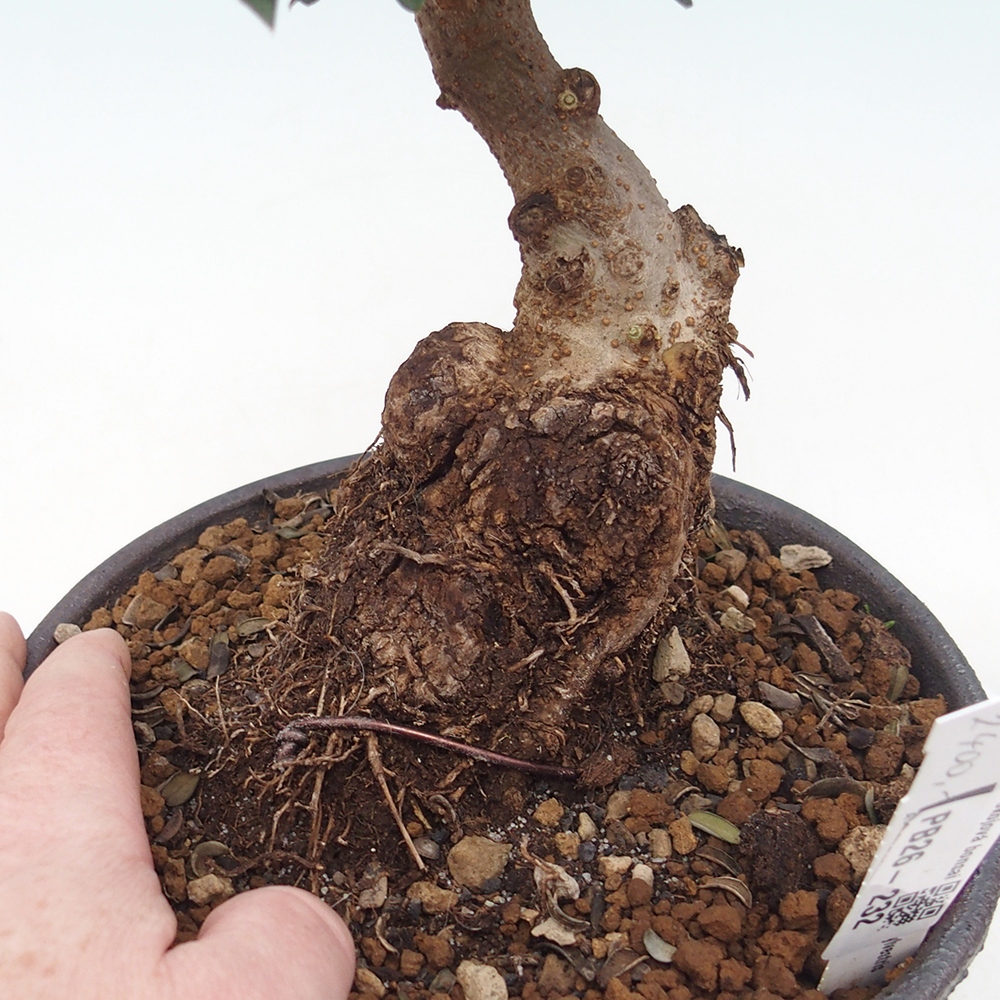 Izbový bonsaj - Olea europaea sylvestris