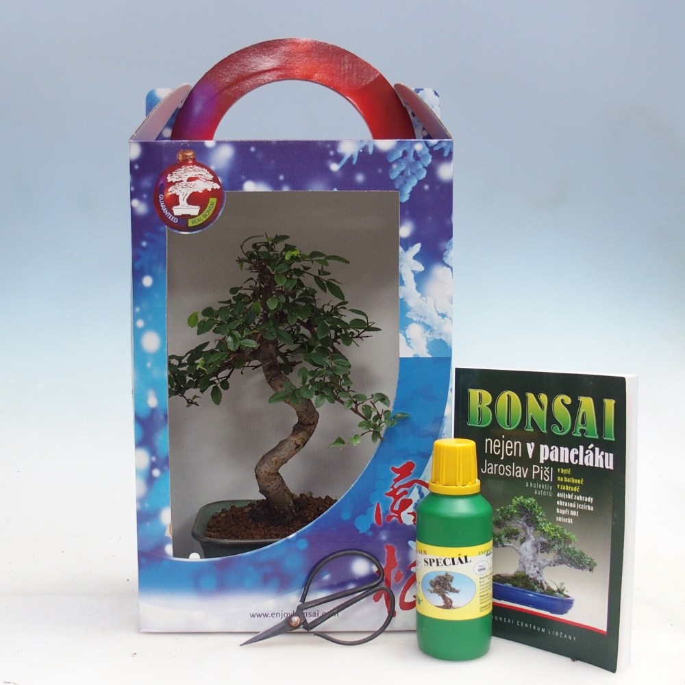 Ulmus parvifolia - brest čínsky