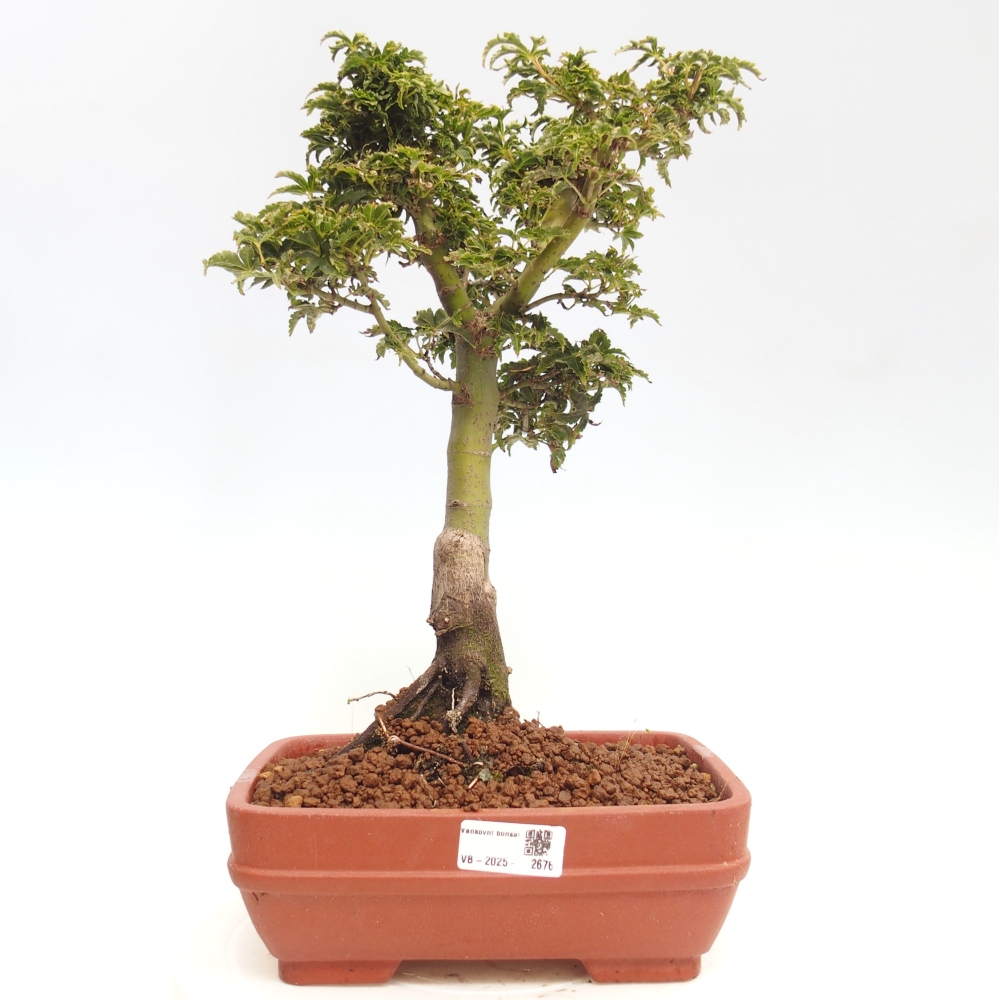 Vonkajší bonsai -Javor dlanitolistý Acer palmatum Shishigashira