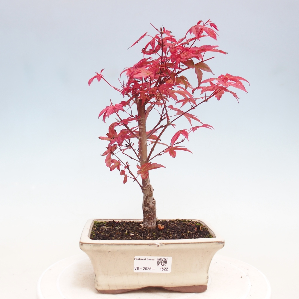 Vonkajší bonsaj - Acer palmatum DESHOJO