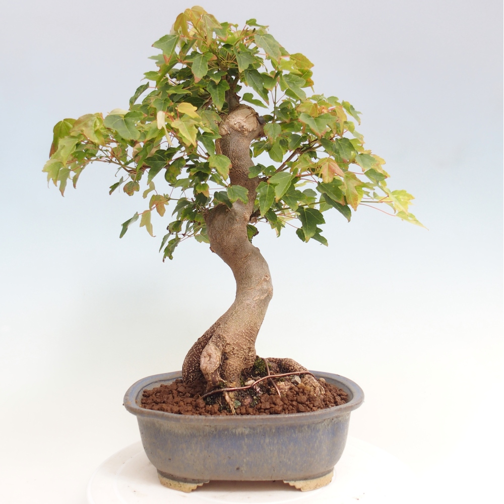 Vonkajšie bonsai - Javor Buergerianum - Javor Burgerův