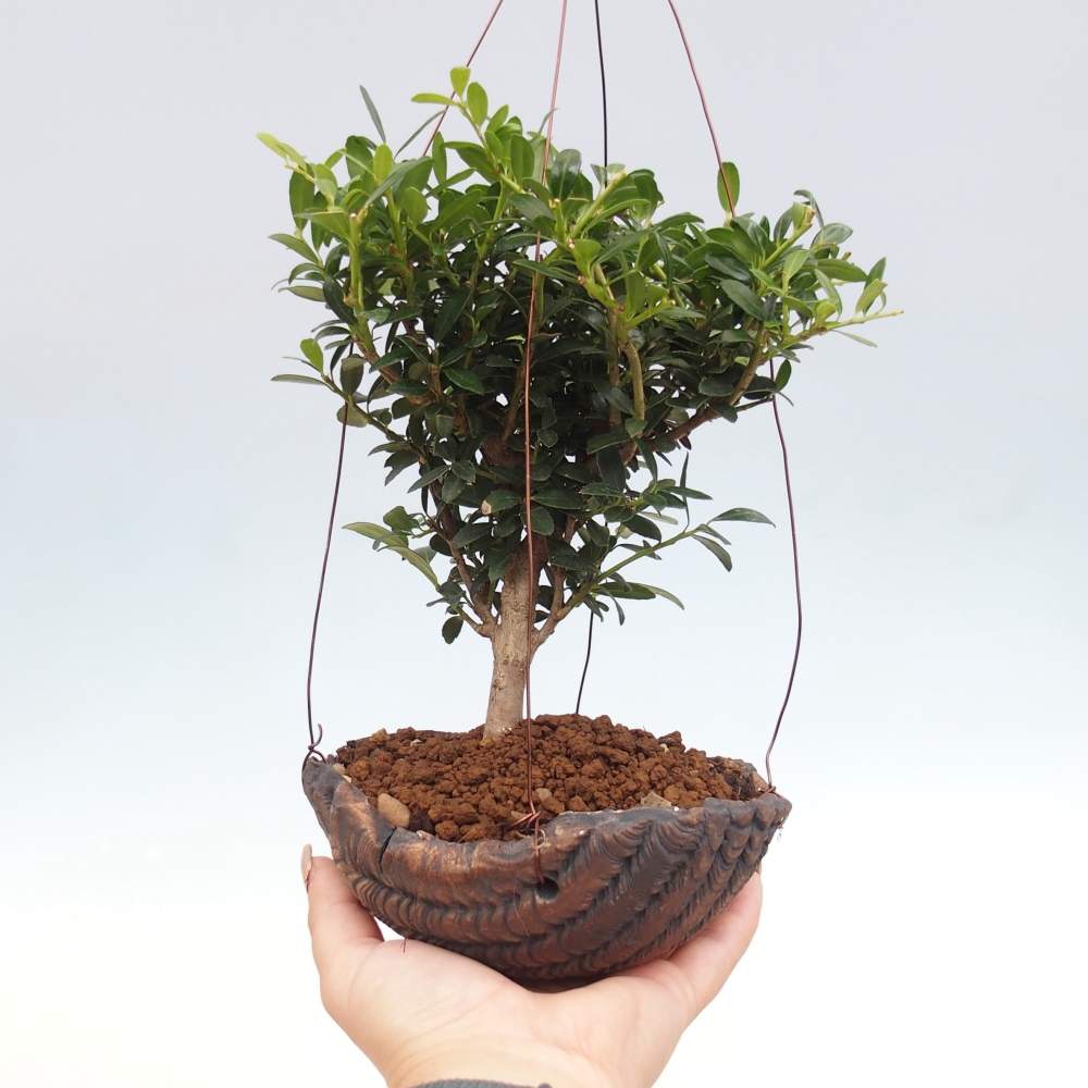 Kokedama v keramike - Ilex crenata - Cezmína