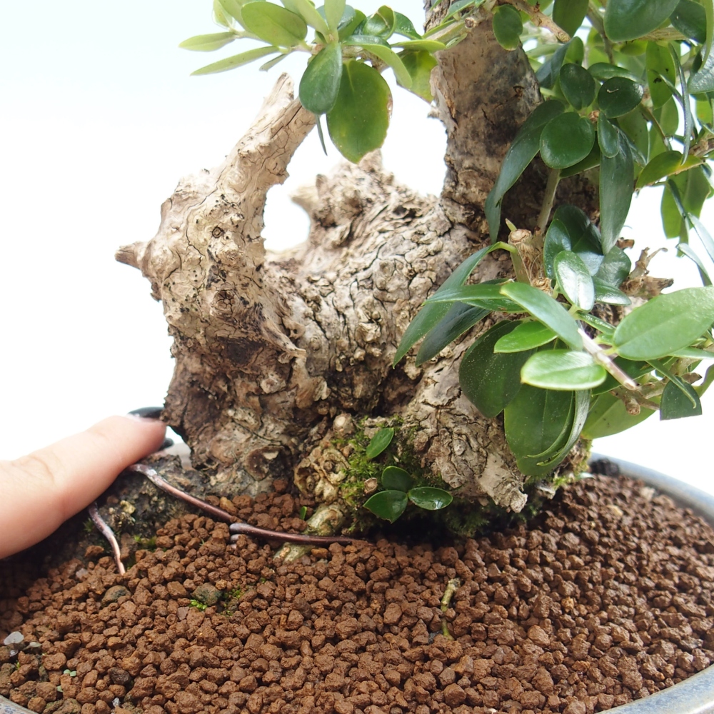 Izbová bonsai - Olea europaea sylvestris -Oliva evropská drobnolistá