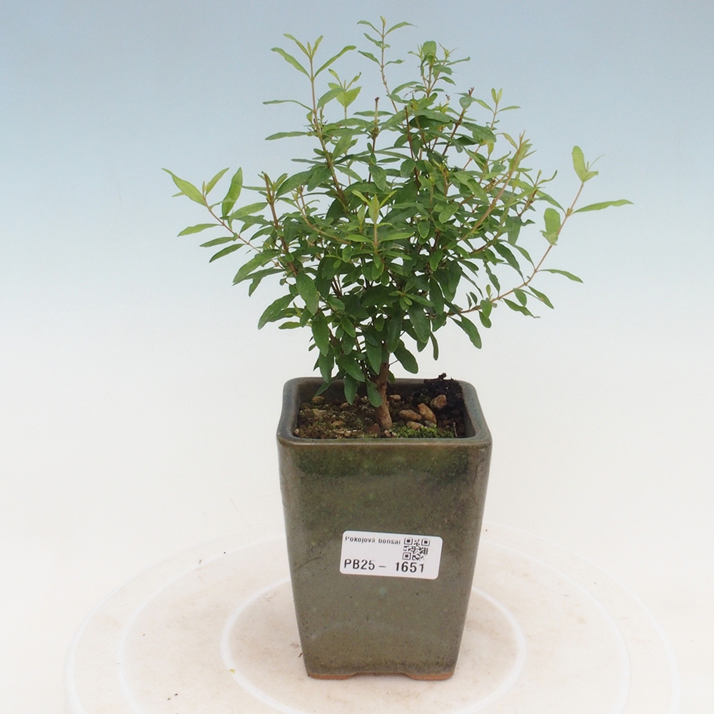 Izbová bonsai-Punic granatum -Granátové jablko