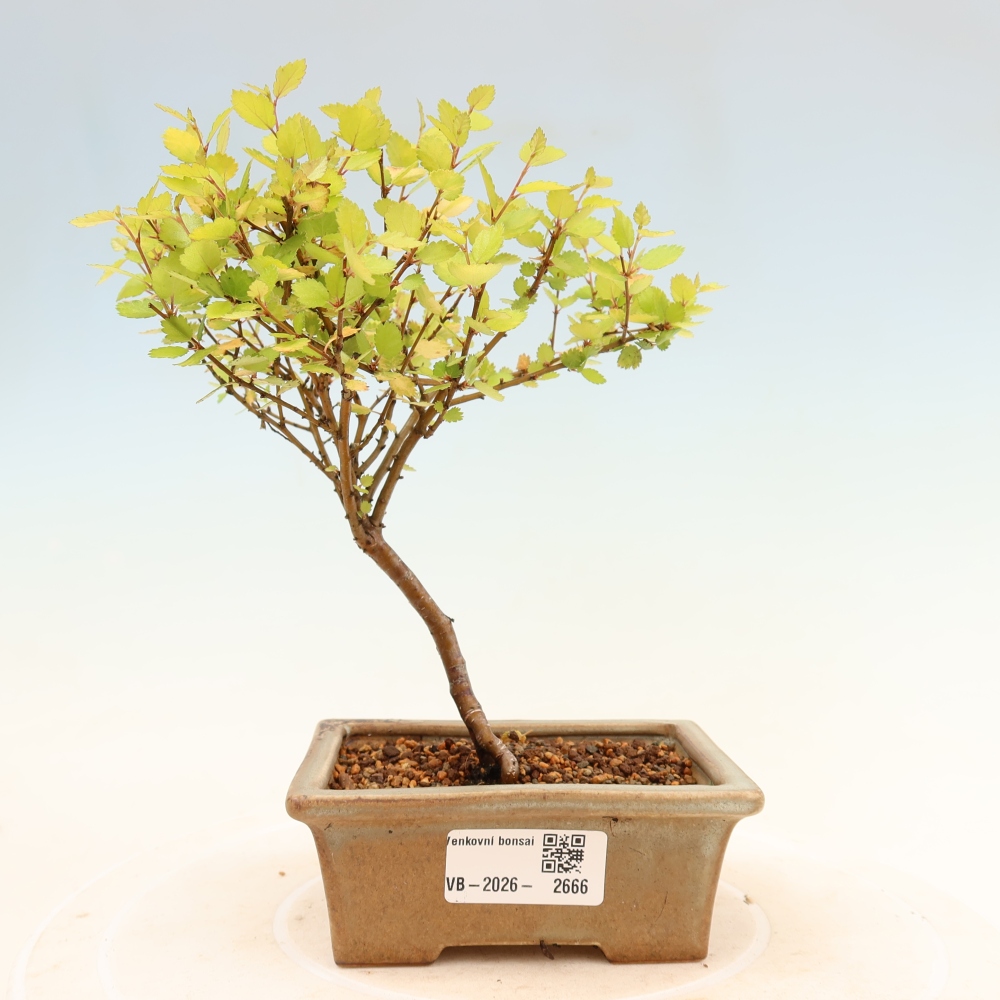 Vonkajší bonsai – trpasličia breza – Betula NANA Golden Treasure