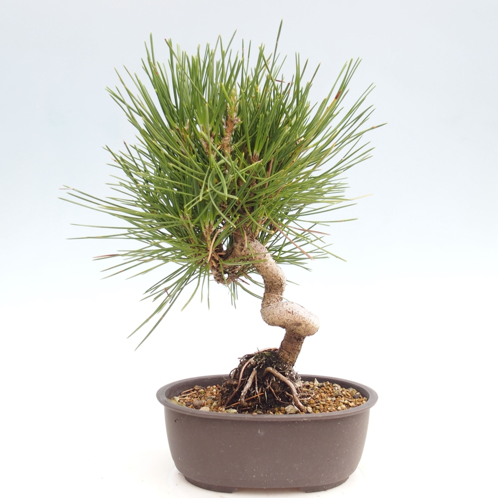 Vonkajší bonsai - Pinus thunbergii - Borovica thunbergova