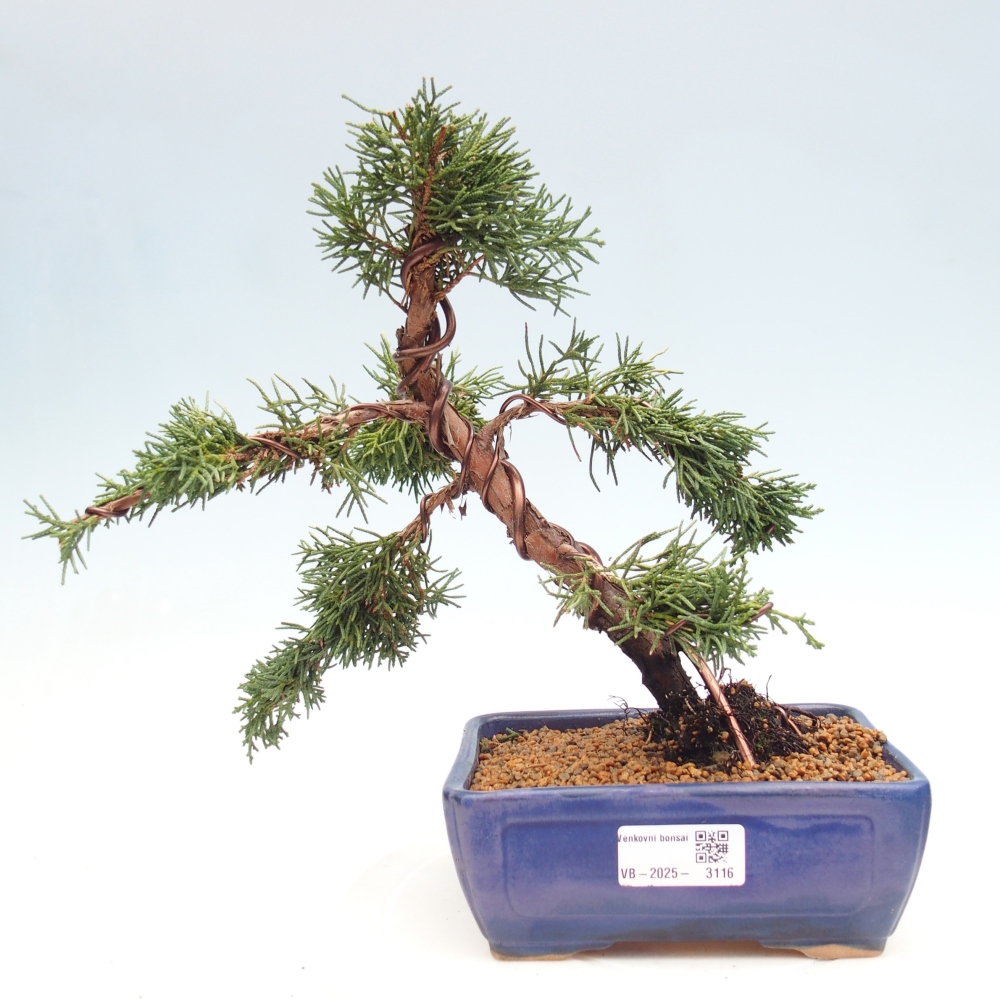 Vonkajší bonsai - Juniperus chinensis Kishu -Jalovec čínsky