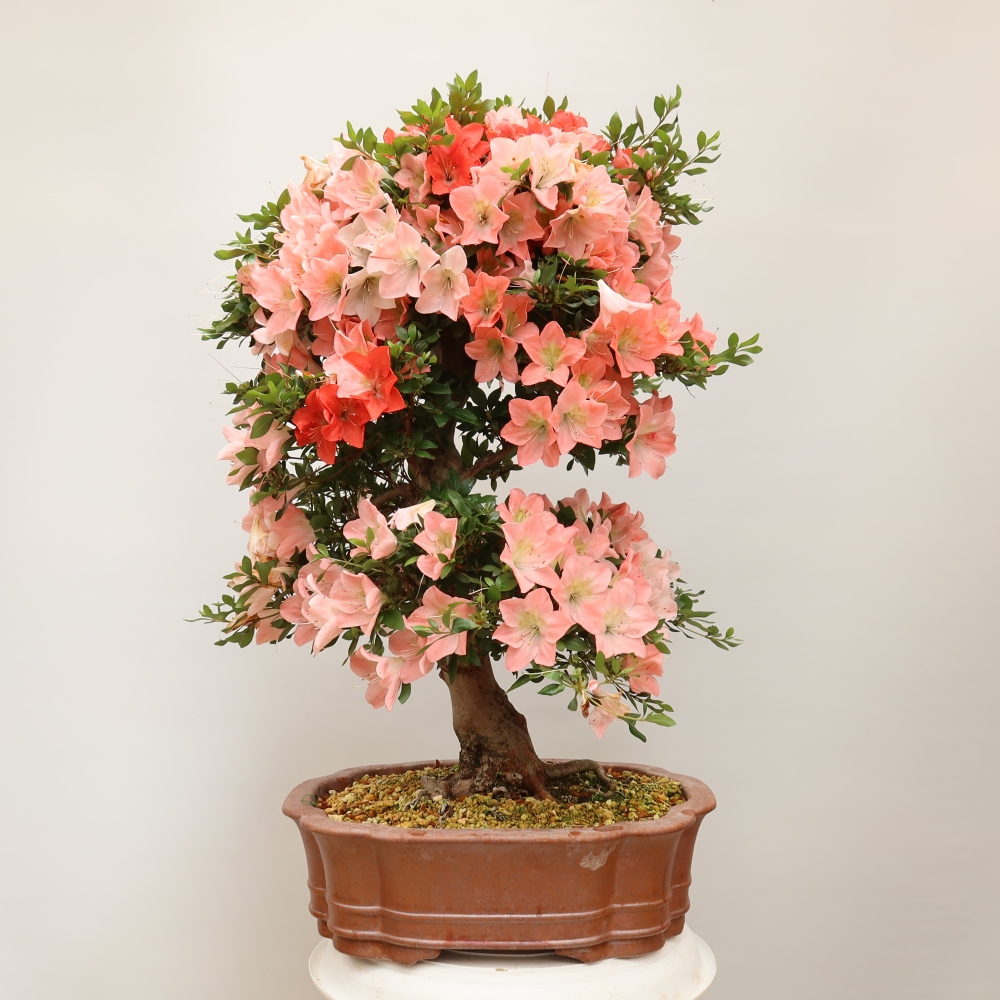 Vonkajšie bonsaje - Japonské azalky - Azalea Sansai