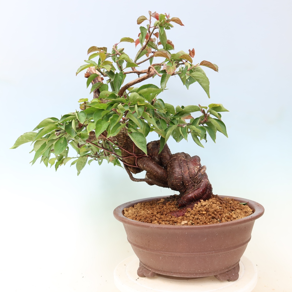 Vonkajšie bonsaje – Japonská marhuľa – Prunus Mume