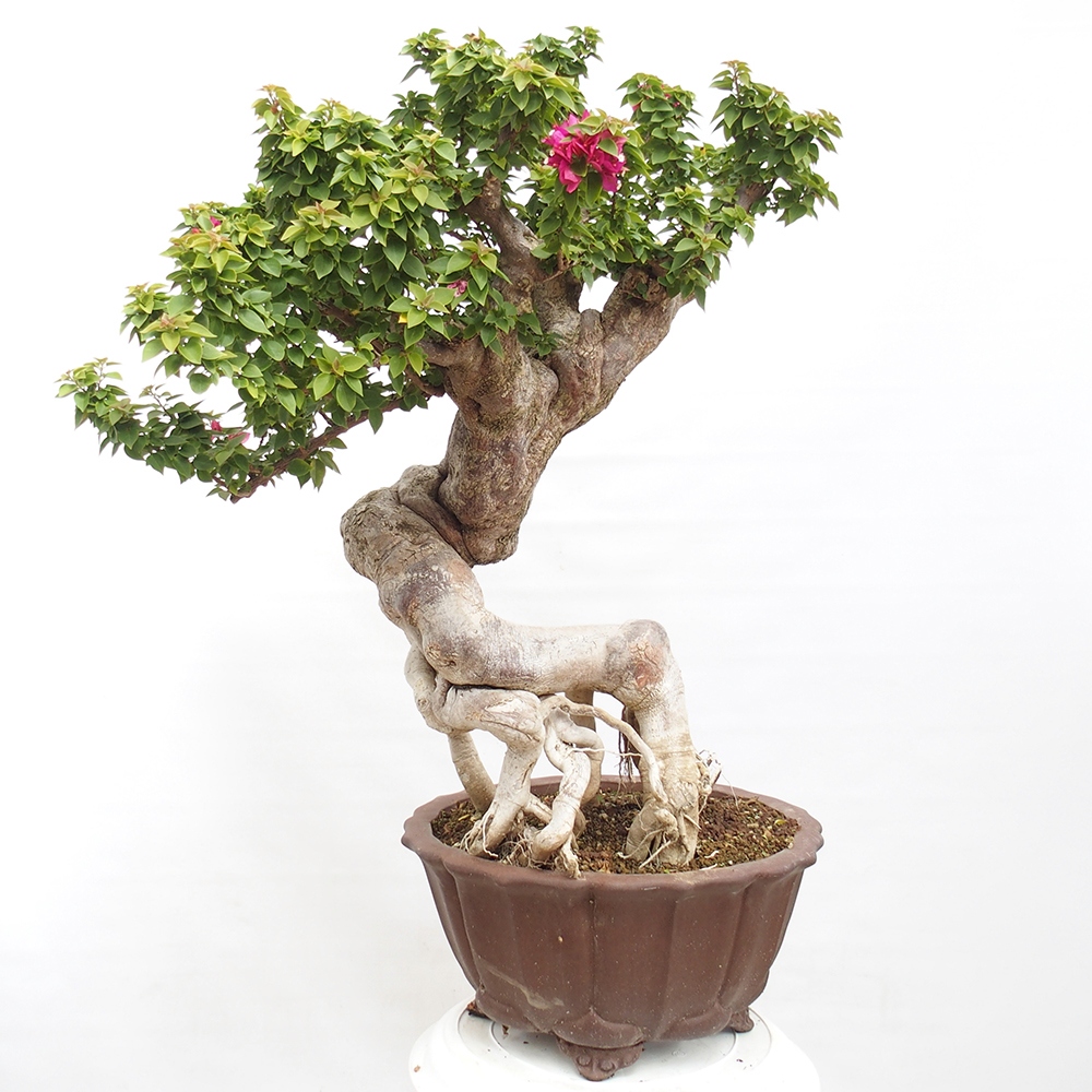 Izbová bonsai - Bouganwilea