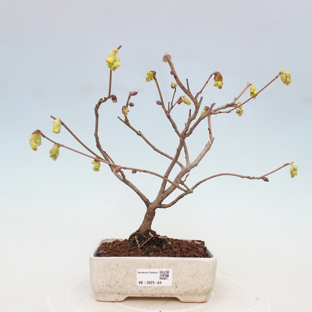 Vonkajší bonsai - Lieskovec - Corylopsis Spicata