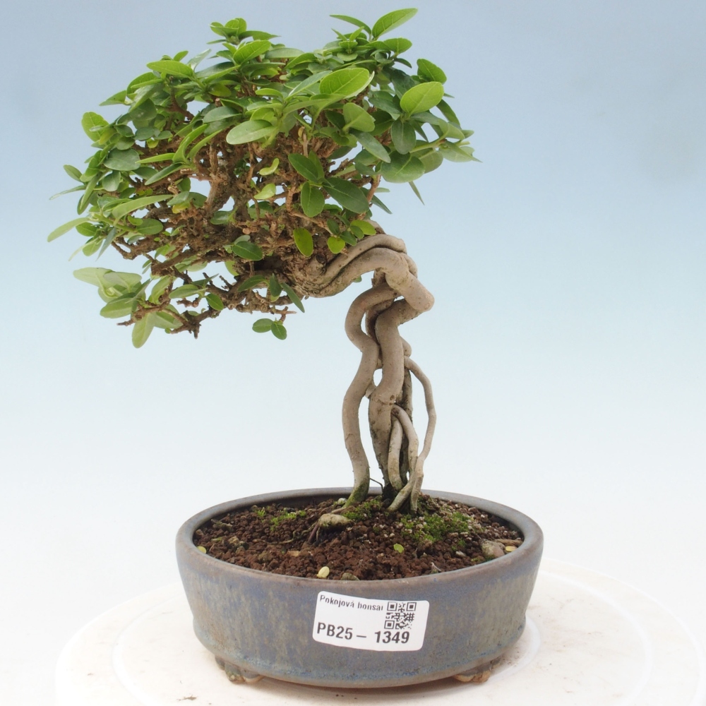 Izbová bonsai - Premna serratifolia - Kozlovoň malolistá