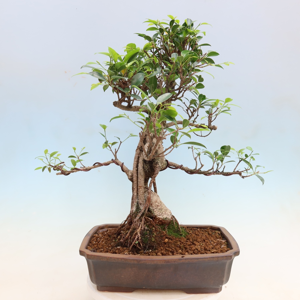 Izbové bonsaje - Ficus kimmen - drobnolistý fikus