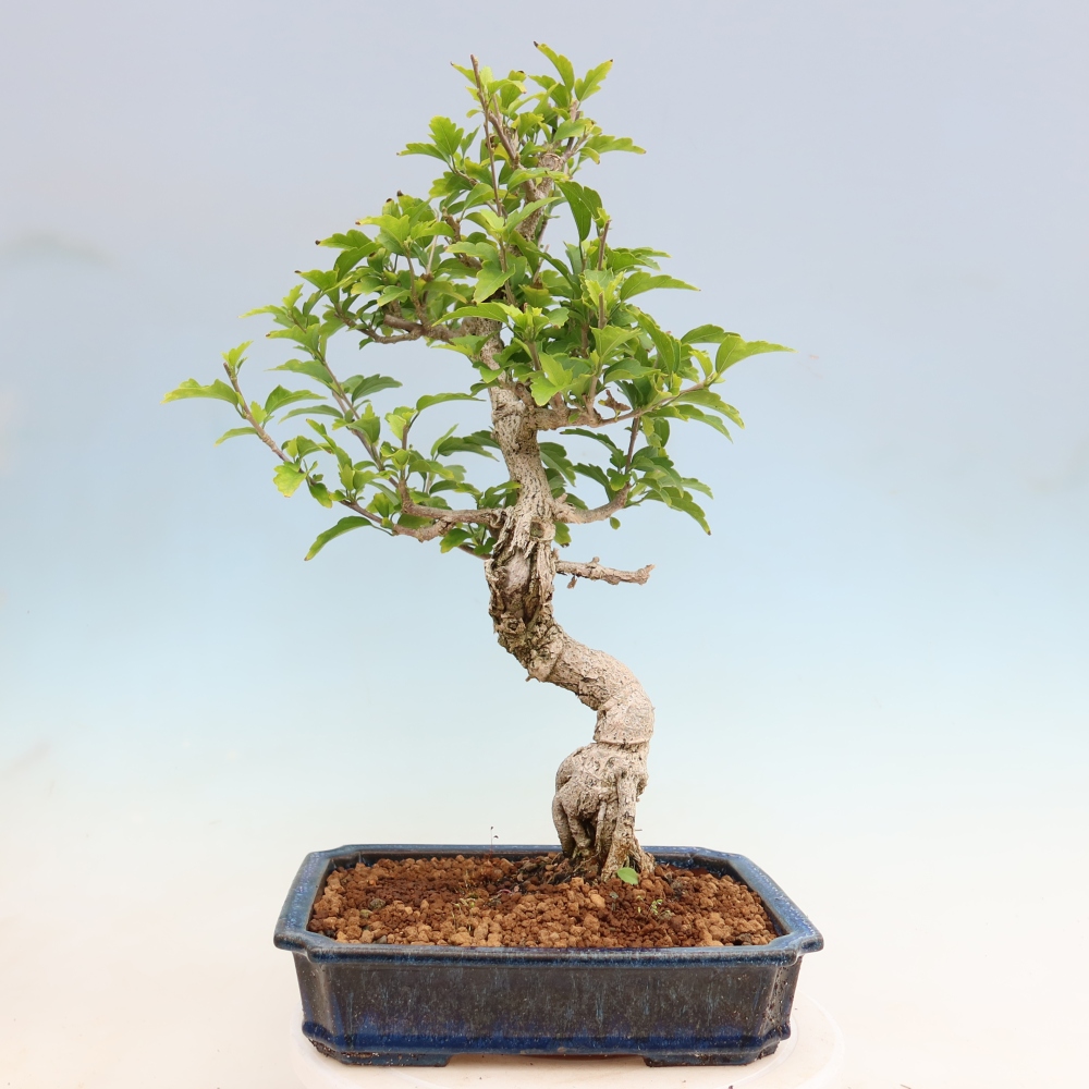 Vonkajšie bonsaje – Hibiscus syriacus – ibištek sýrsky